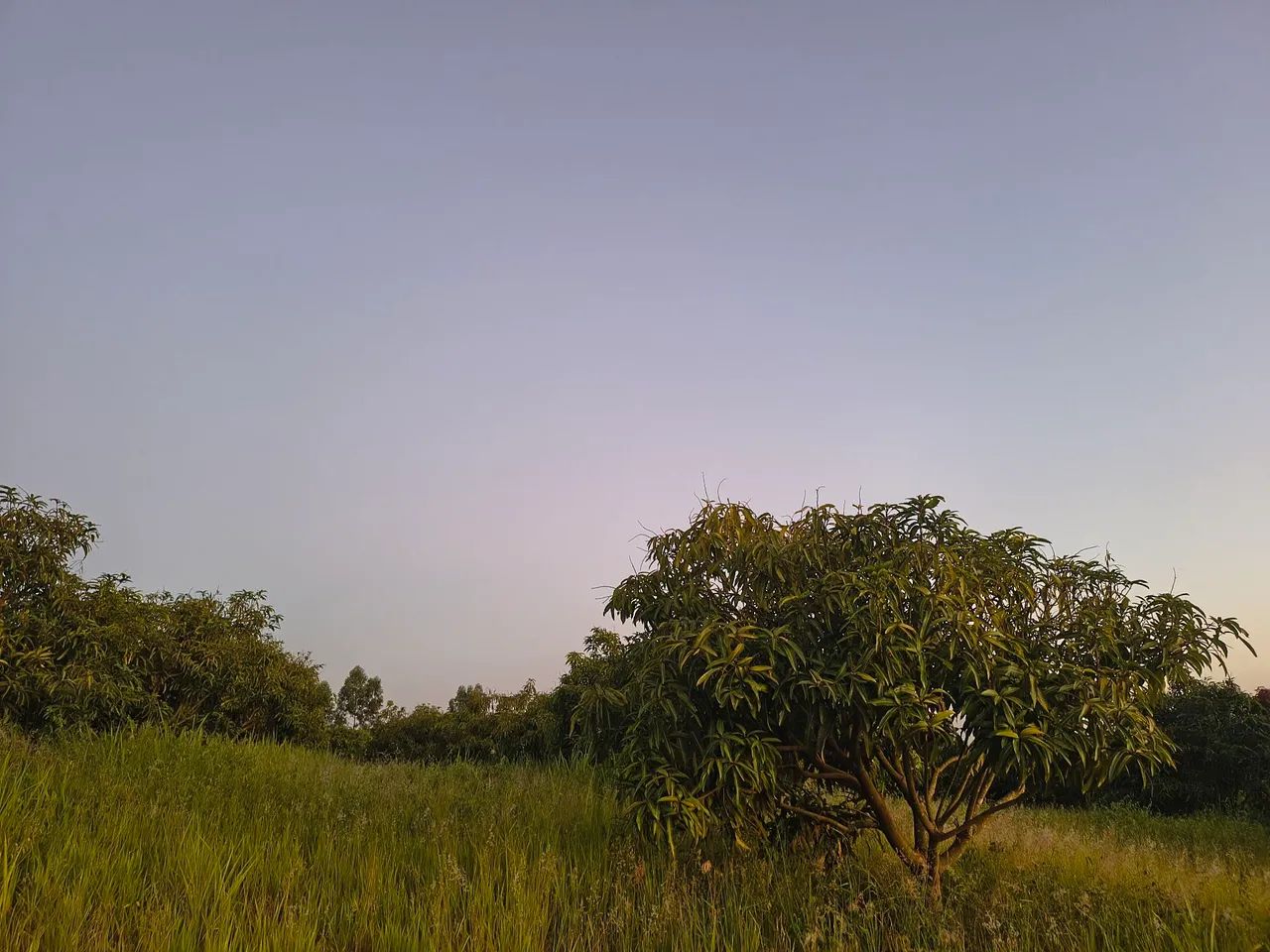 Foto - Limeira - Área Rural de Limeira