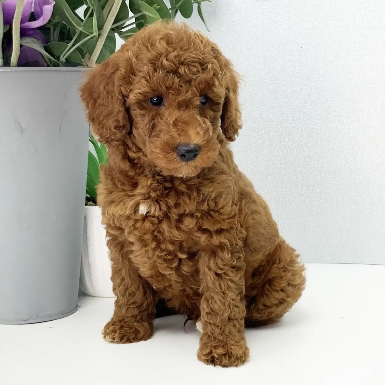 poodle numero 1