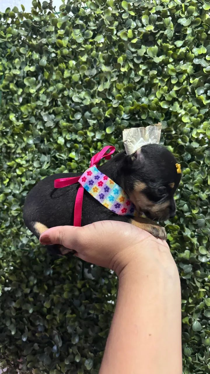 Pinscher micros - Foto 2