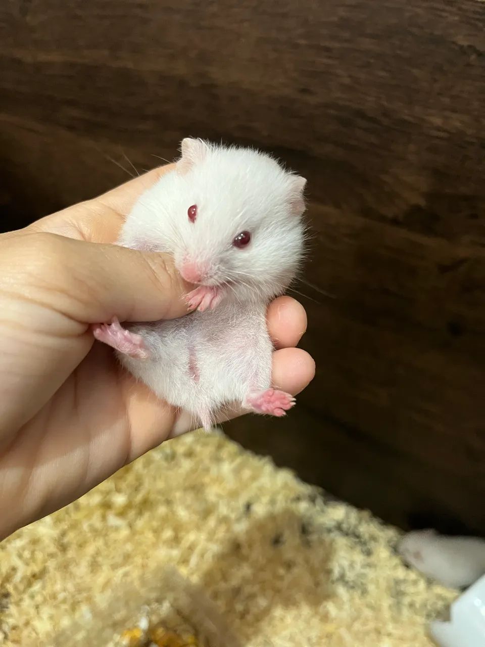 Hamster