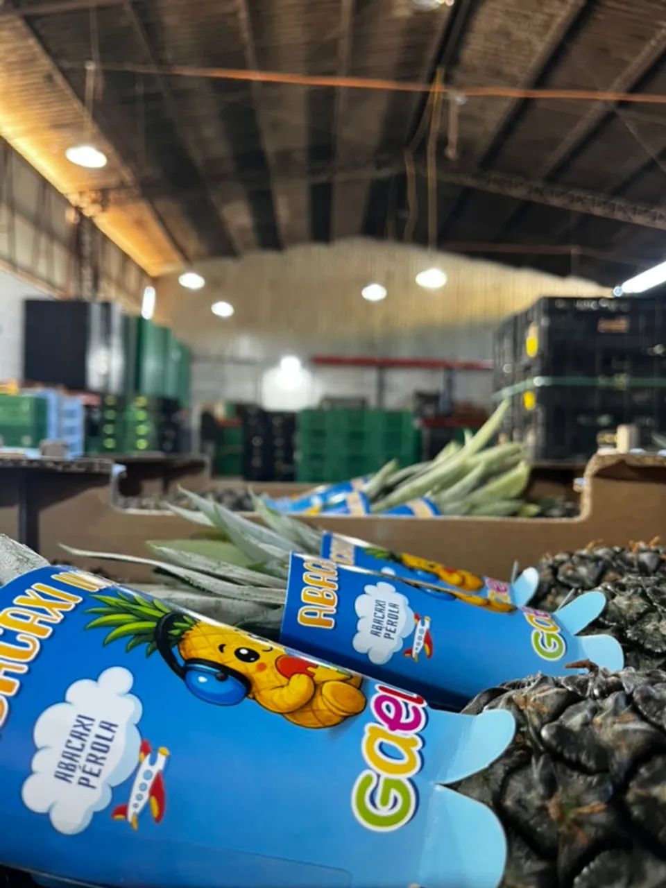 Prestador de Serviço - Descarregamento e Carregamento de Frutas - Foto 2