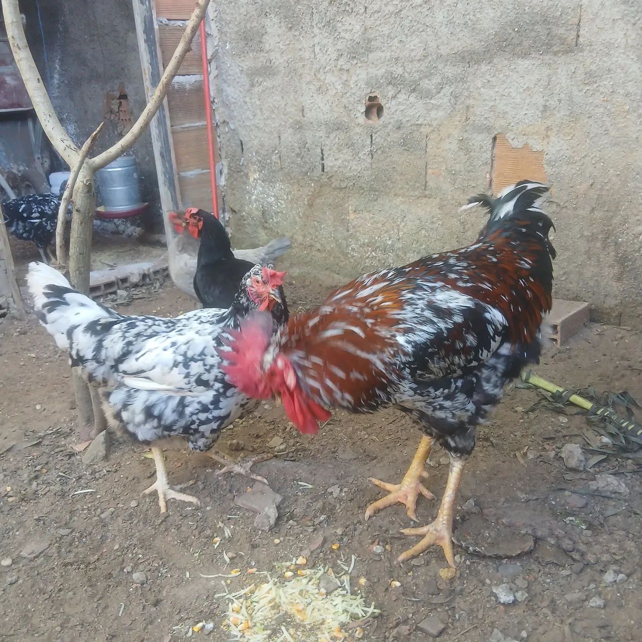 Tenho casal de galinha balão  - Foto 3