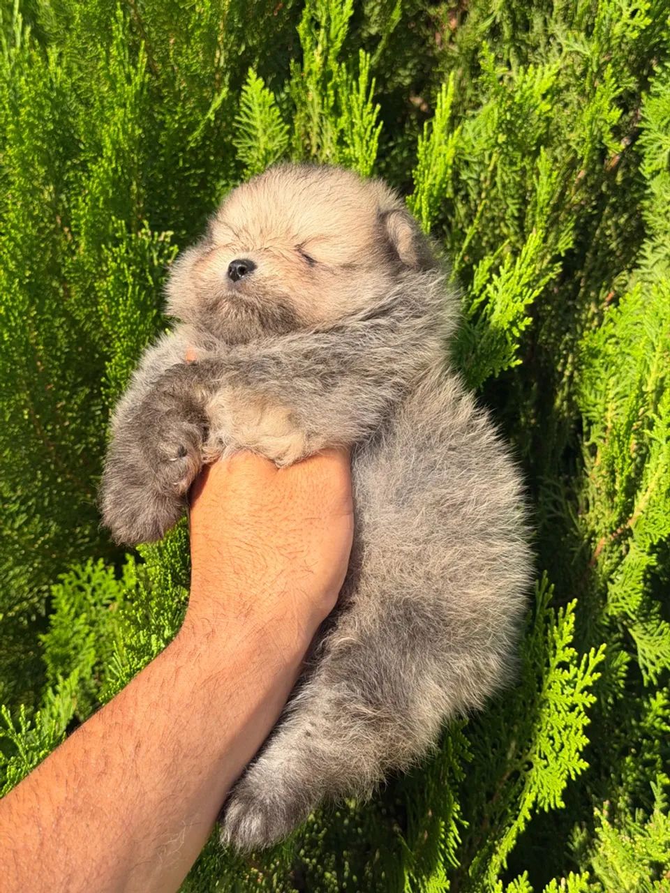 Lulu da Pomerania  - Foto 4