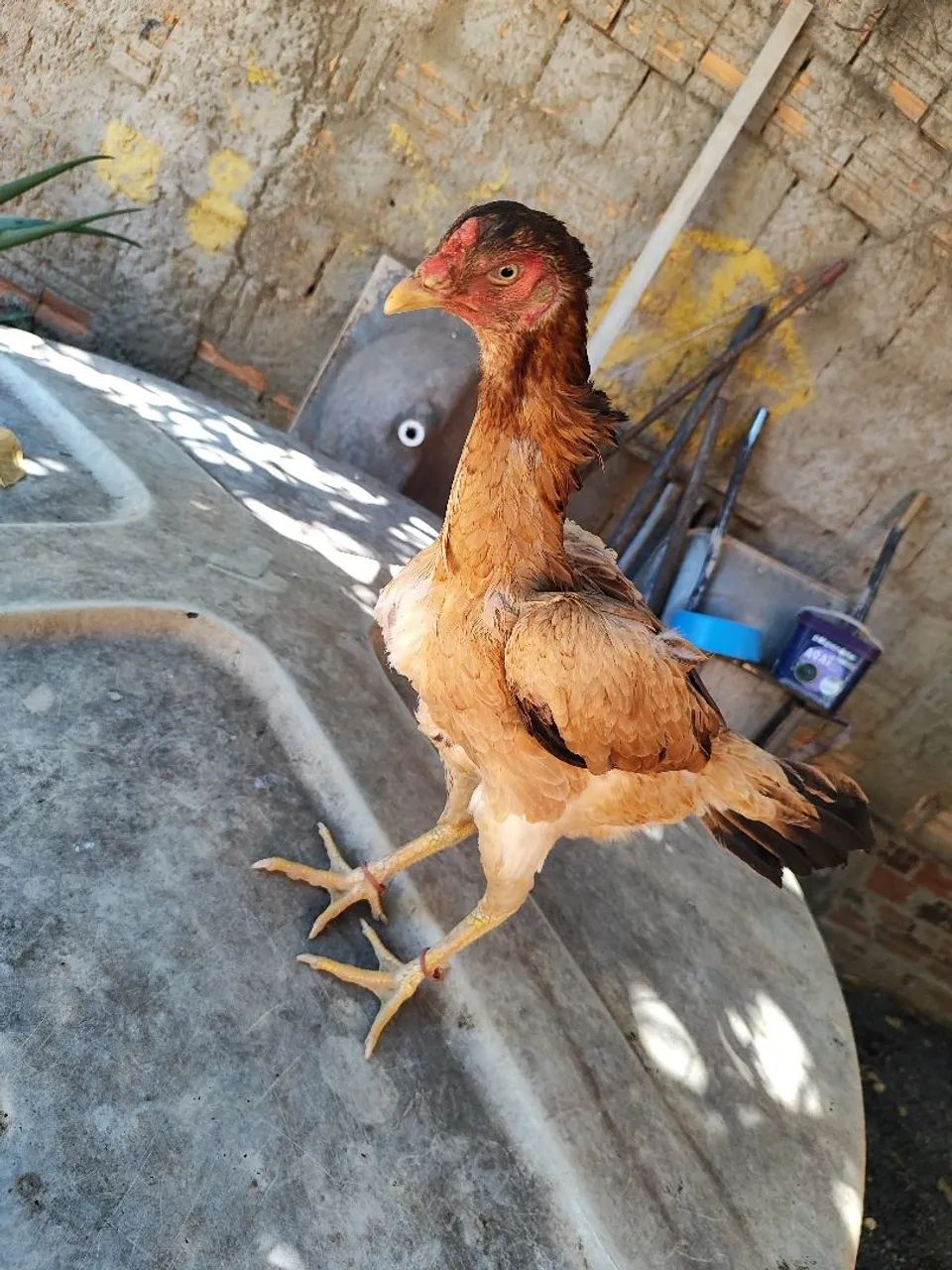 Vendo R$100 - Foto 2