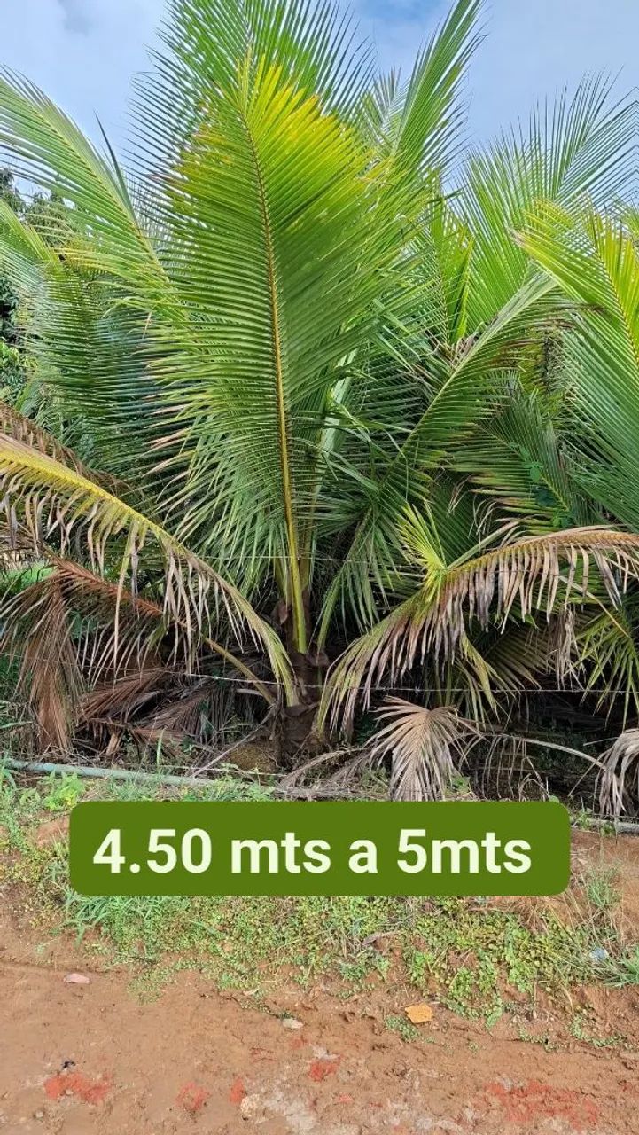 Mudas de coco anao verde. Favor ler o anúncio.  - Foto 4