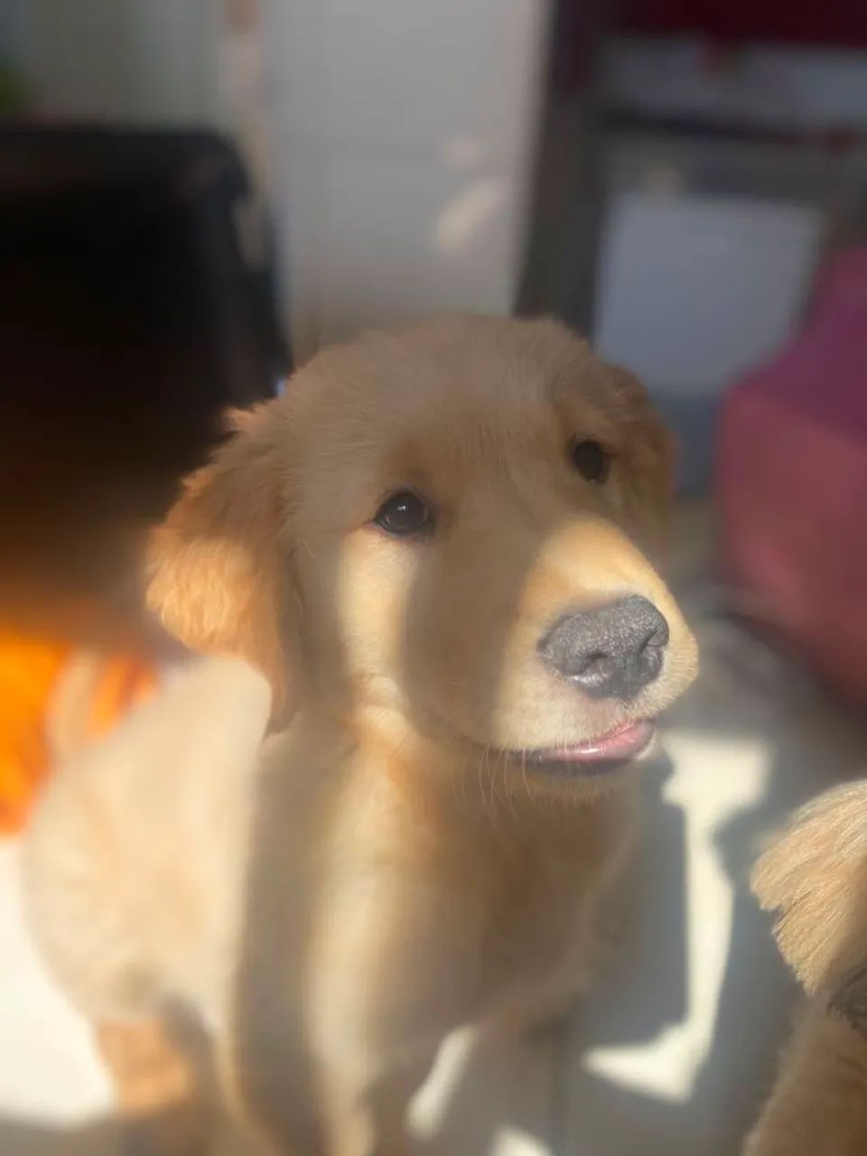 Golden - Foto 4