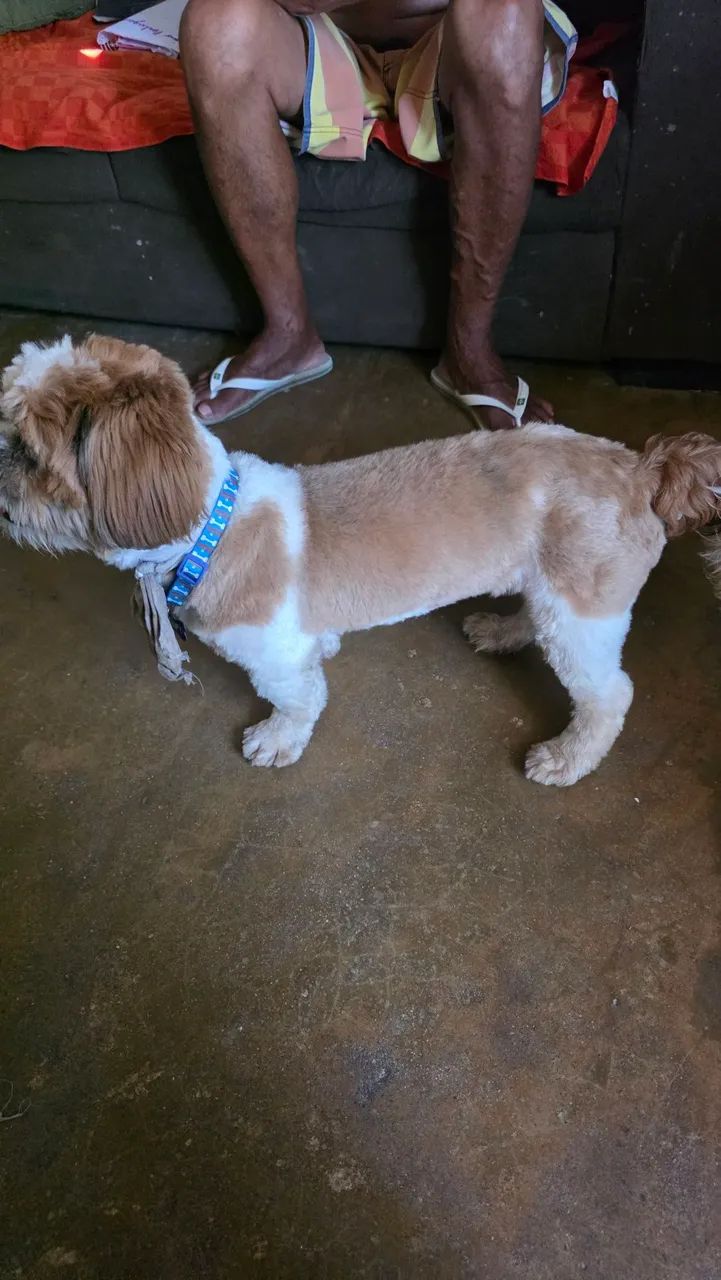 Shih-tzu  - Foto 4