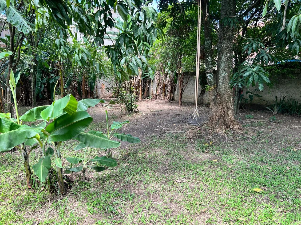 Chácara com muitas frutíferas  - Foto 3