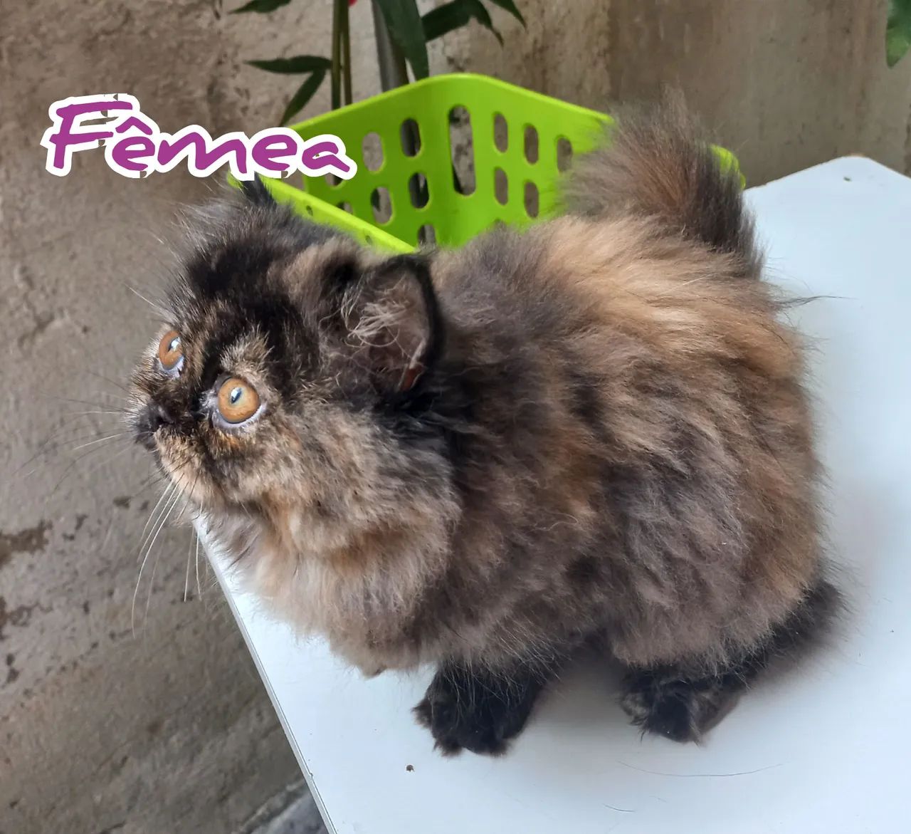 Filhotes Gatos Persas