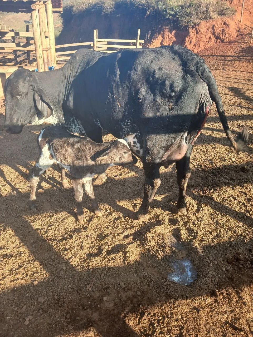 Venda de vacas de leite - Foto 5