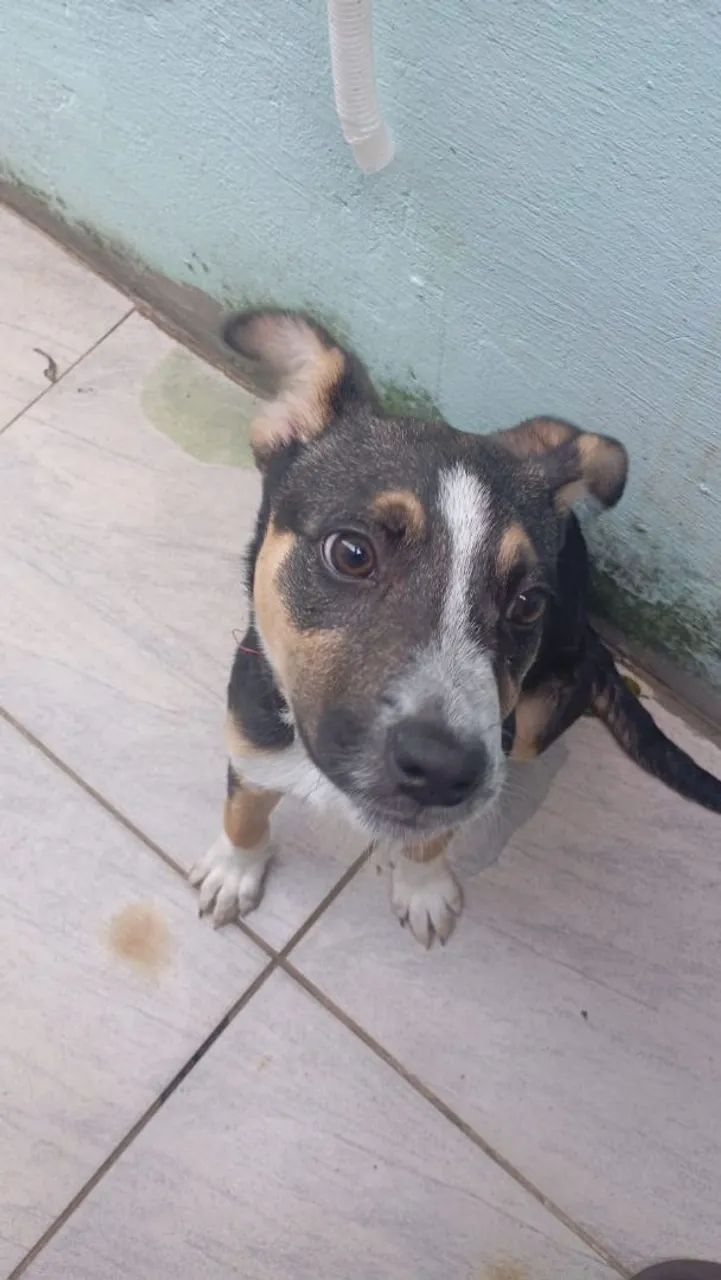 Doação cachorrinha - Foto 3