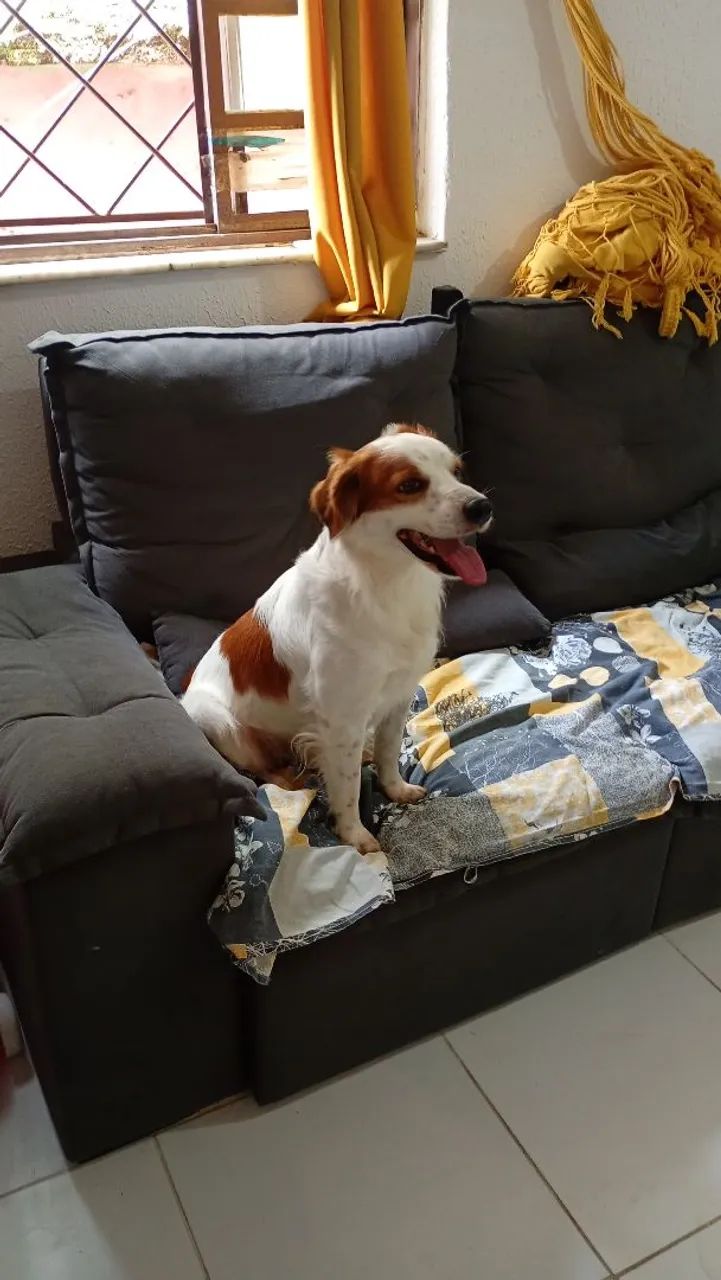 Vendo cachorro docil