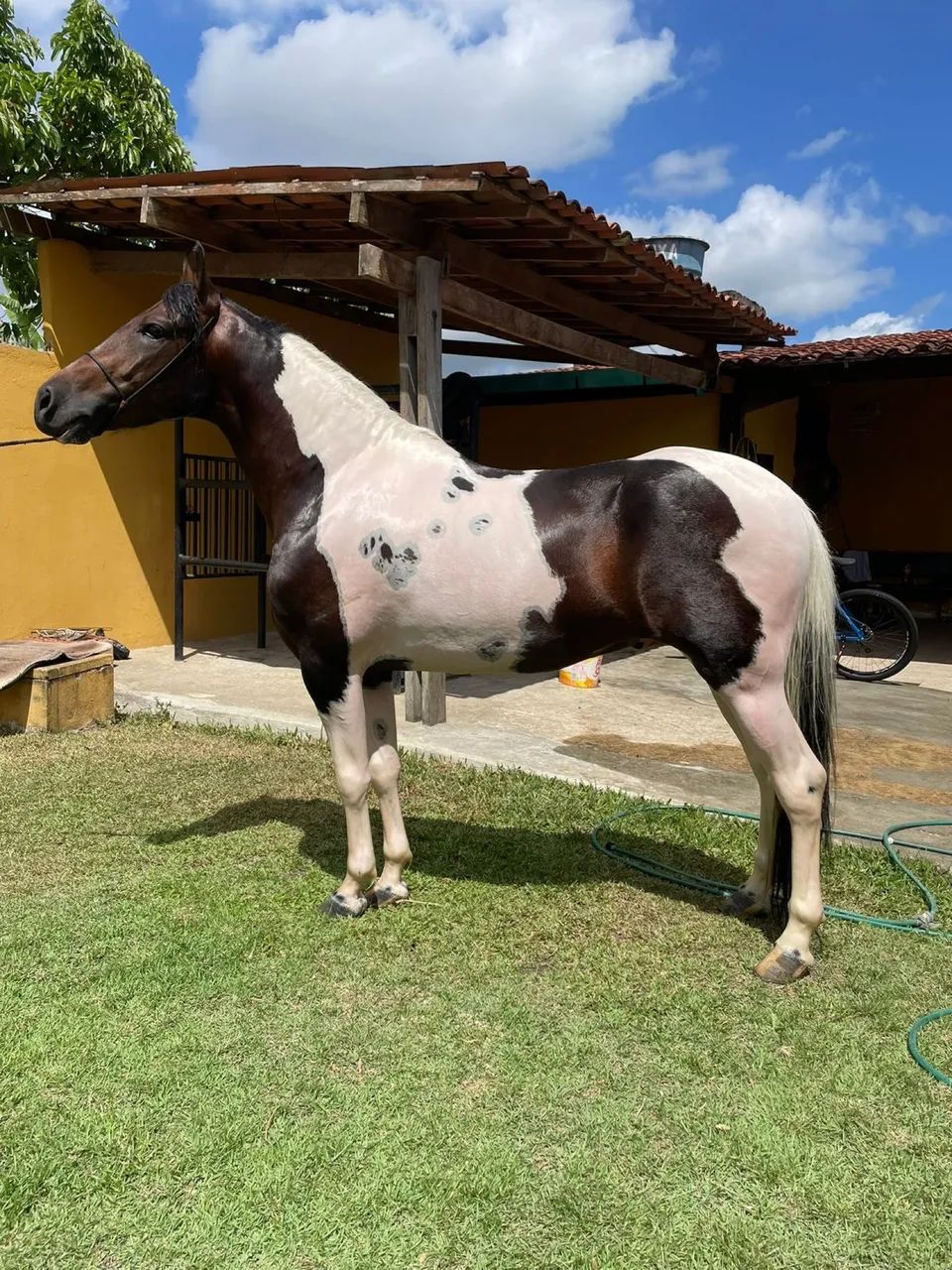 Cavalo Mangalarga Pampa (cobertura) - Foto 2