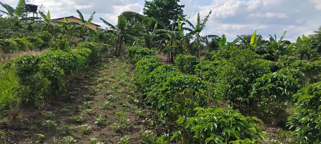 Vendo terreno rural , Paraguaçu do catolé  - Foto 2