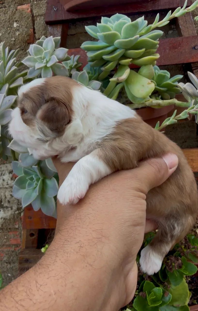 Shihtzu macho - Foto 4