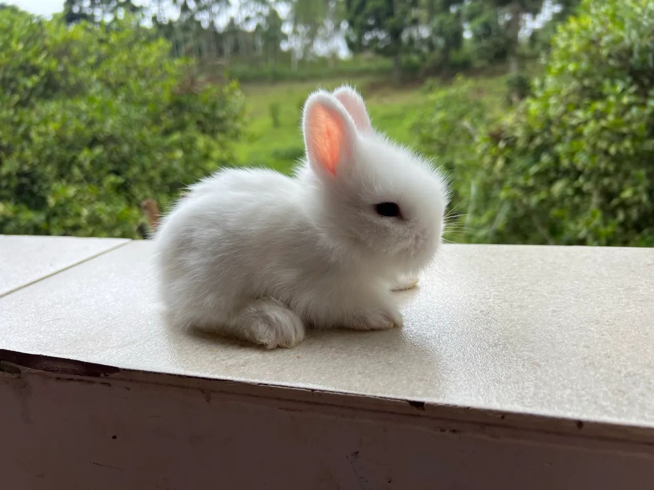 Coelho mini Lion Head