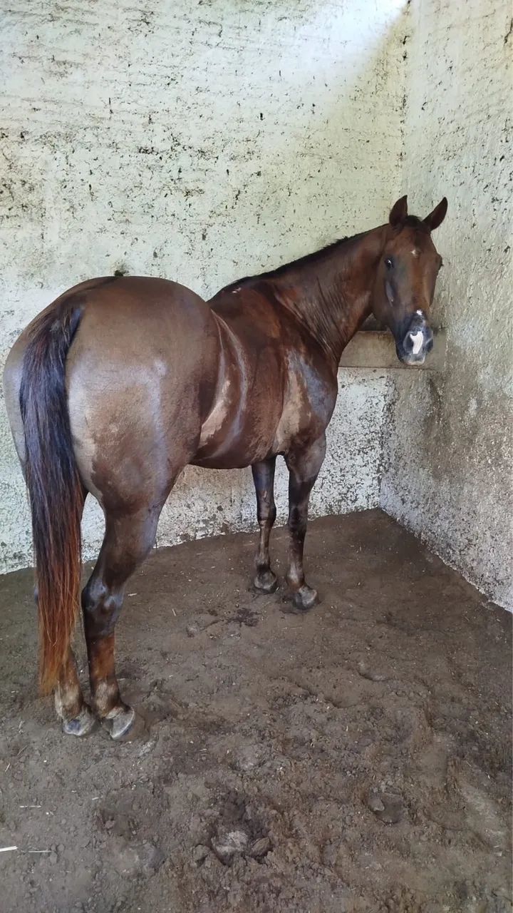 CAVALO DE DIREITA DE PATRÃO (oportunidade)