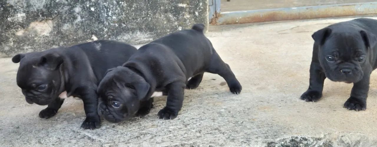 Bulldog francês mini  - Foto 5