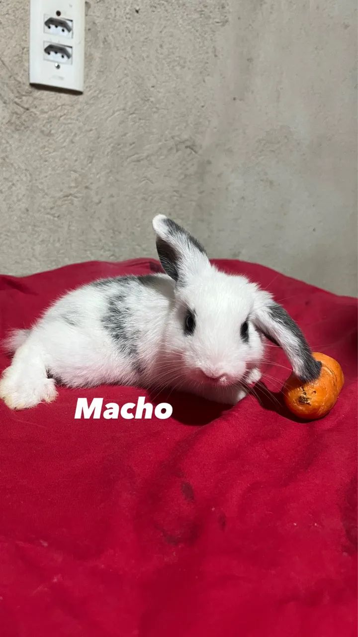 Mini lop - Foto 2