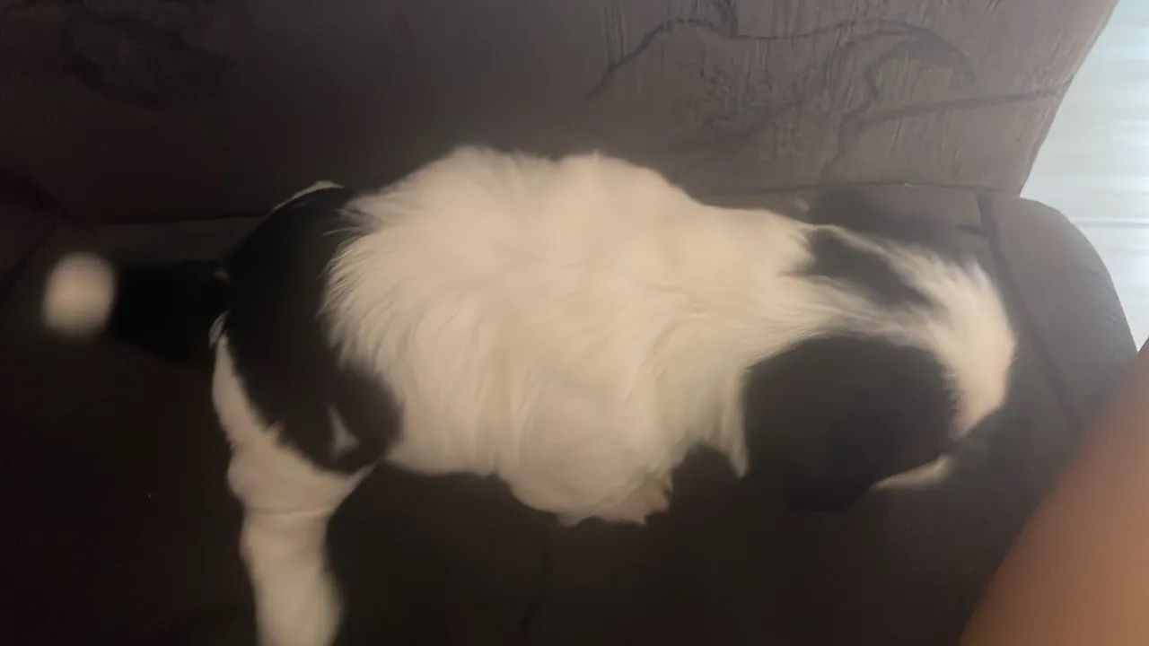 Cachorro shitszu  - Foto 2