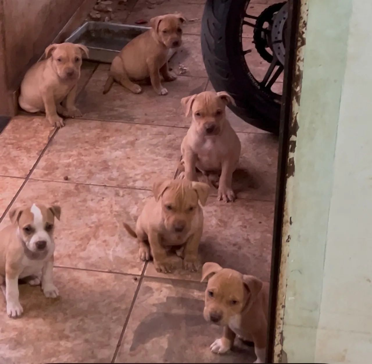 Filhote de pitbull  - Foto 3
