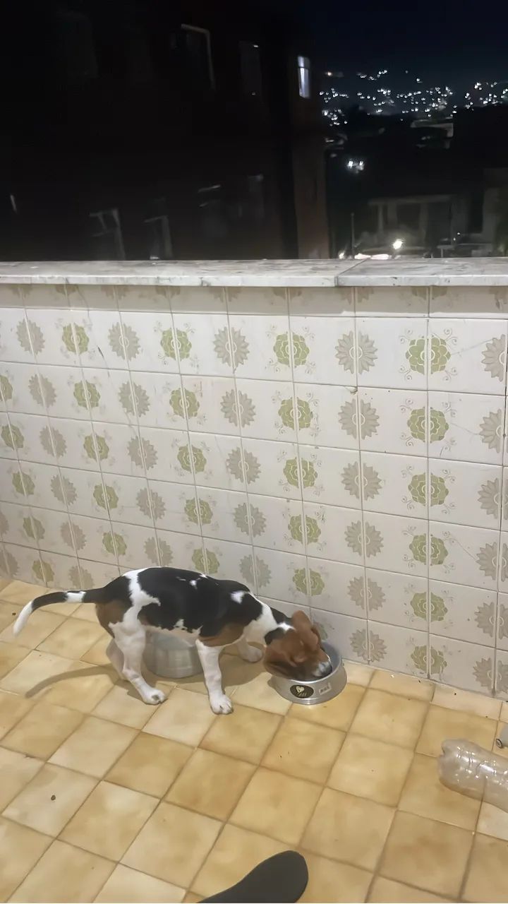 BEAGLE FILHOTE MACHO - Foto 2