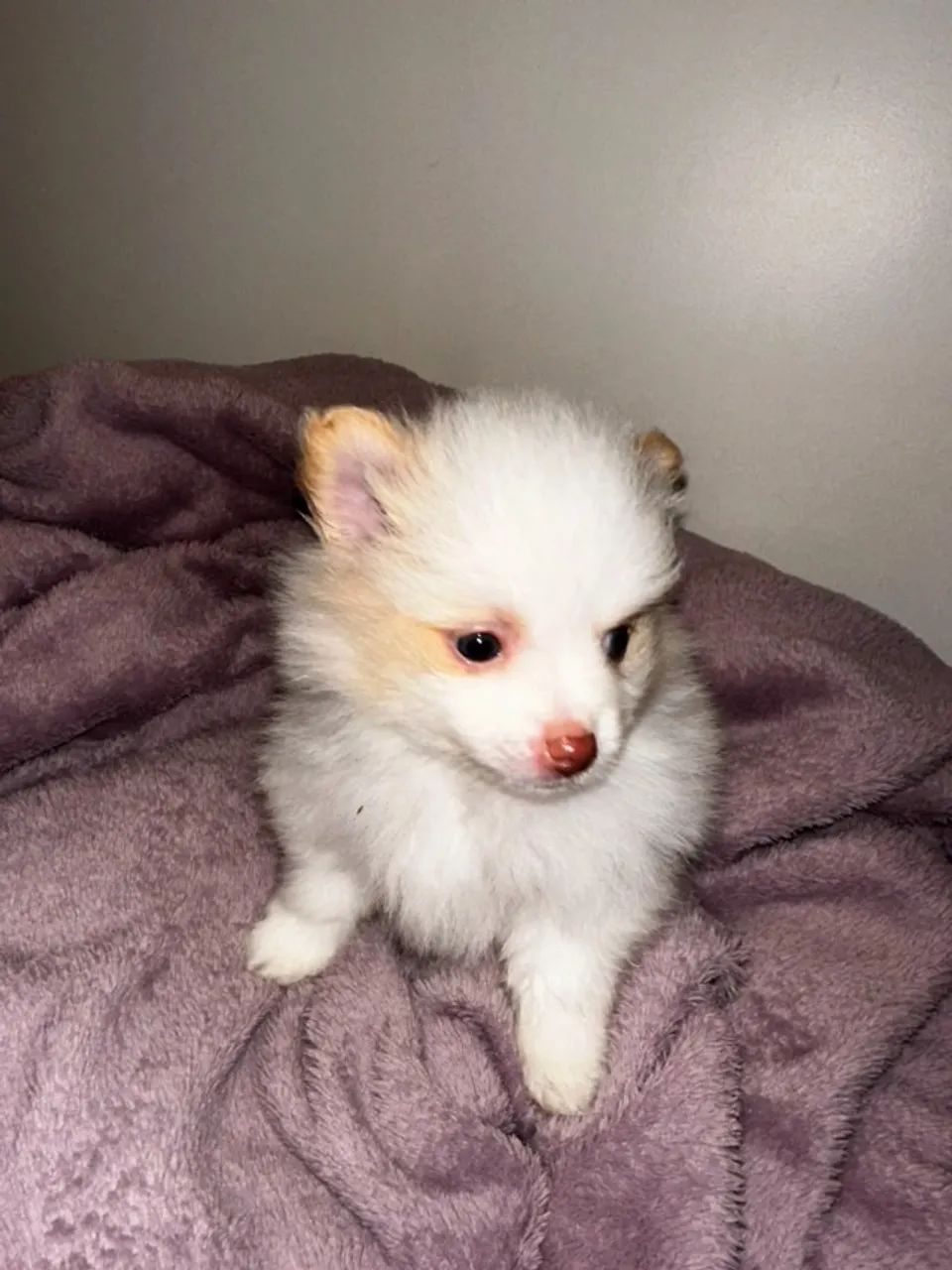 Cachorro - Foto 2