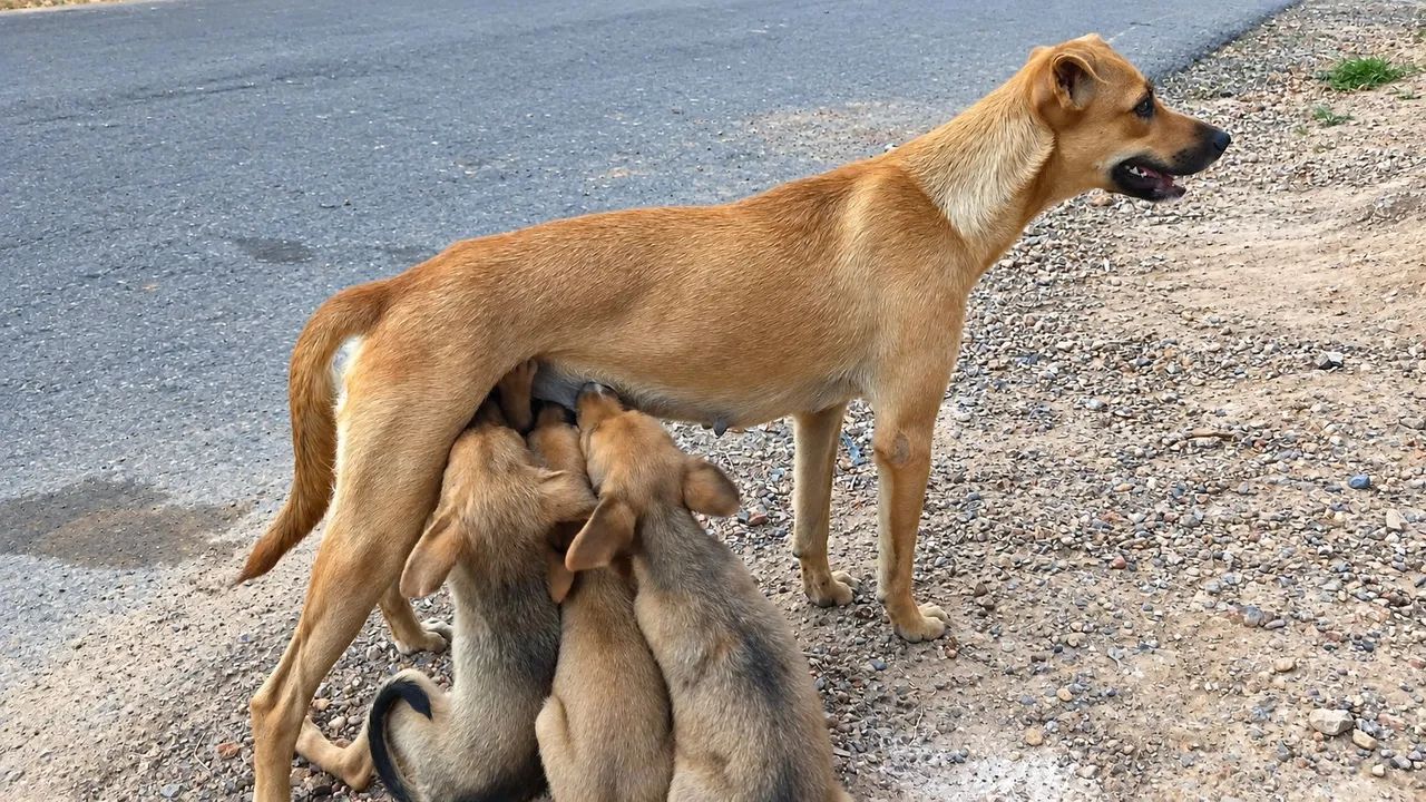 Adoção  - Foto 5