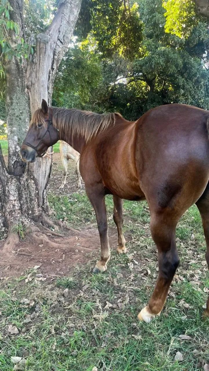 Égua QM  - Foto 5