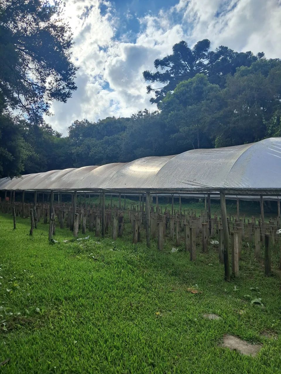 Estufa para morangos  - Foto 3