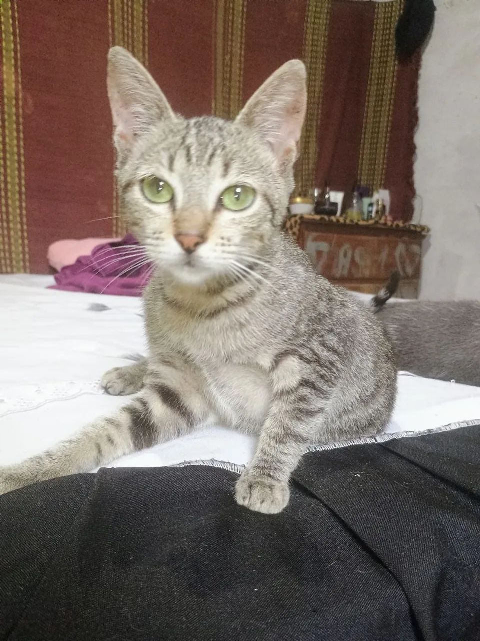 Adoção responsável  - Foto 6