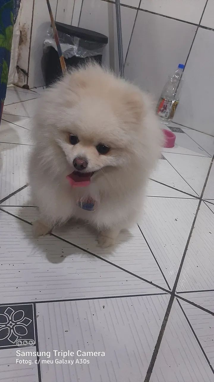 Spitz alemão macho pra cruzar  - Foto 4