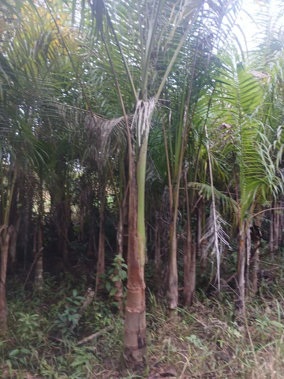 Palmeira imperial  - Foto 2
