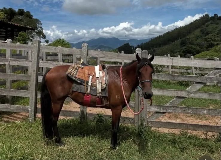 Cavalo  - Foto 2