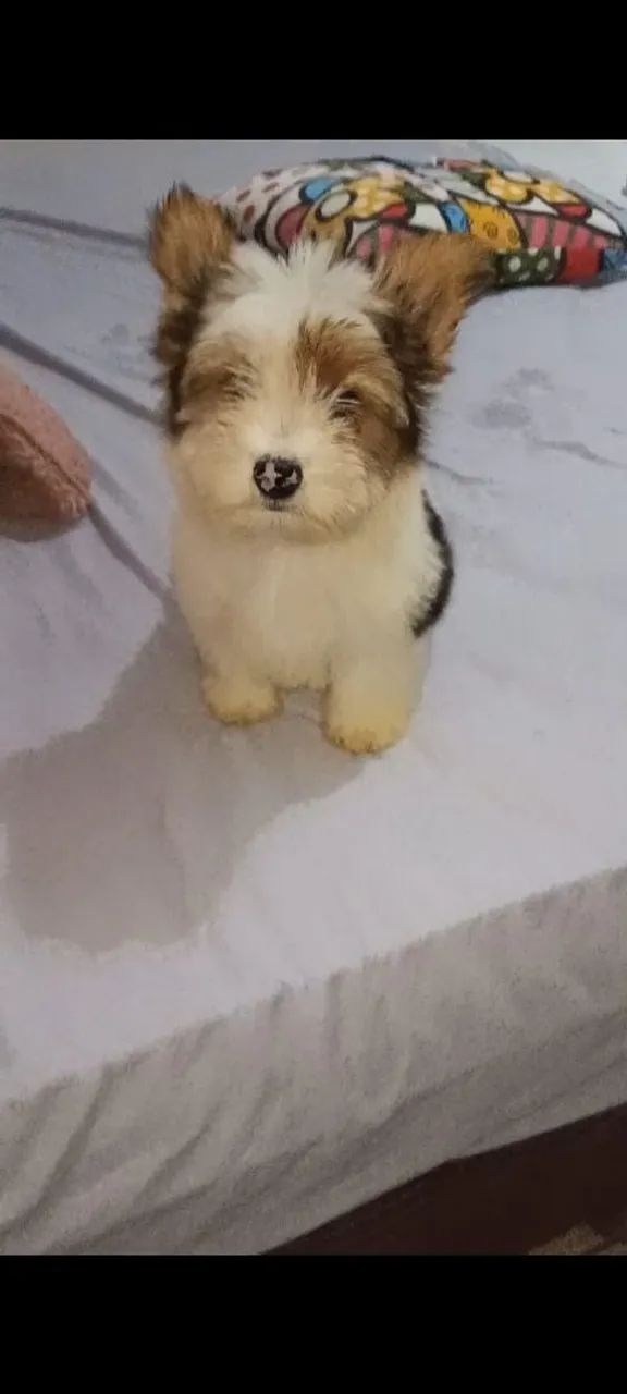 Vendo lindos caesinhos da raça Biewer terrier, são 2 feminhas e 1 machinho.  - Foto 5