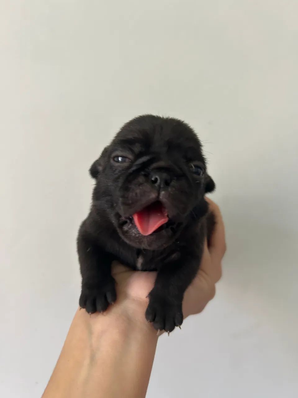 Filhotes de pug com pedigree - Foto 2