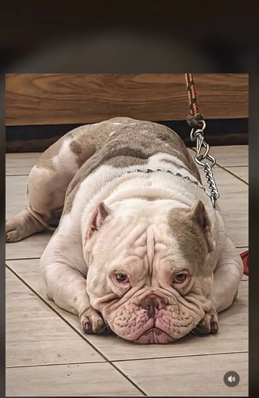 American Bully Merle - Foto 2