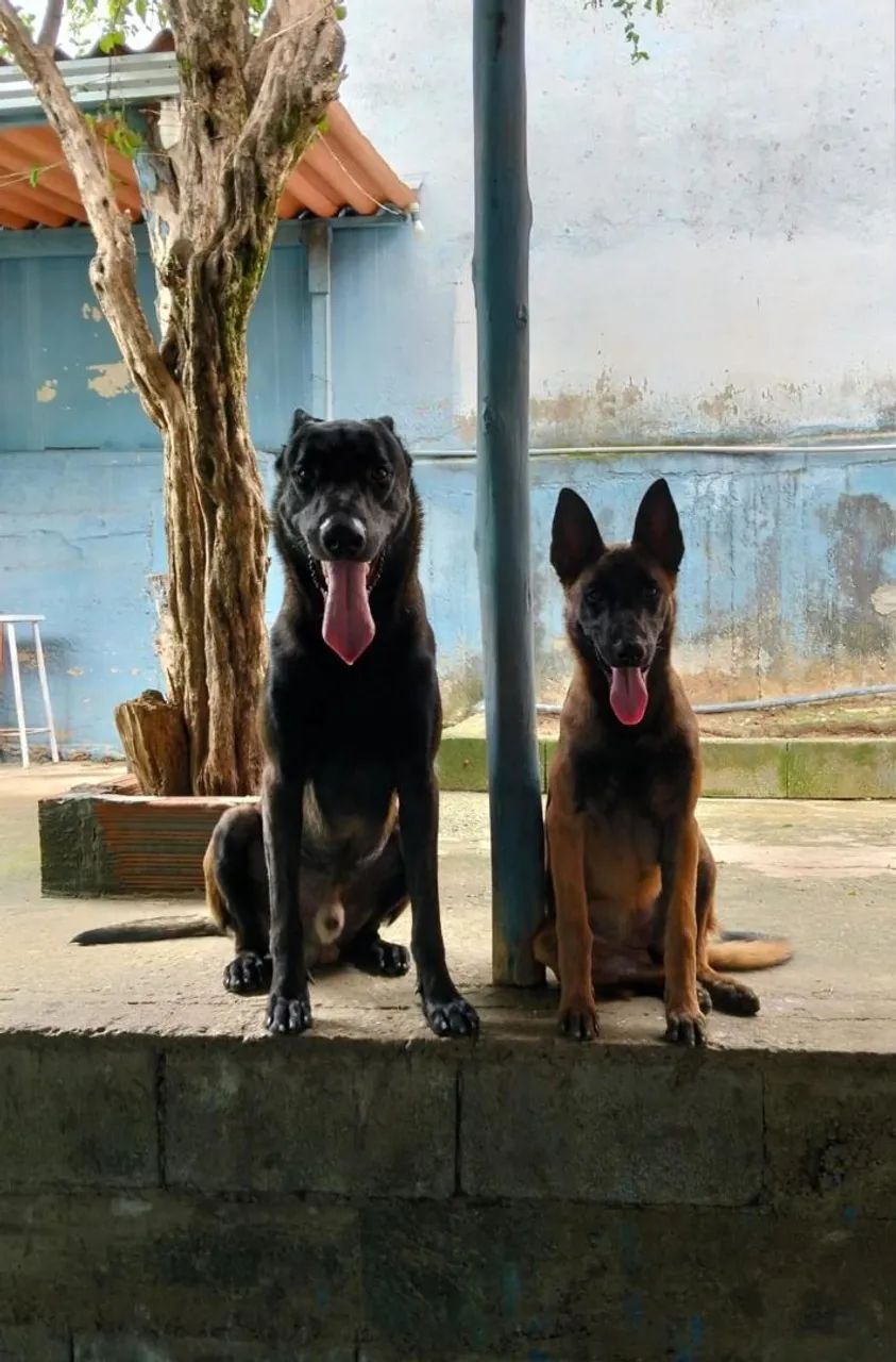 Filhotes de Pastor Malinoa - Foto 2
