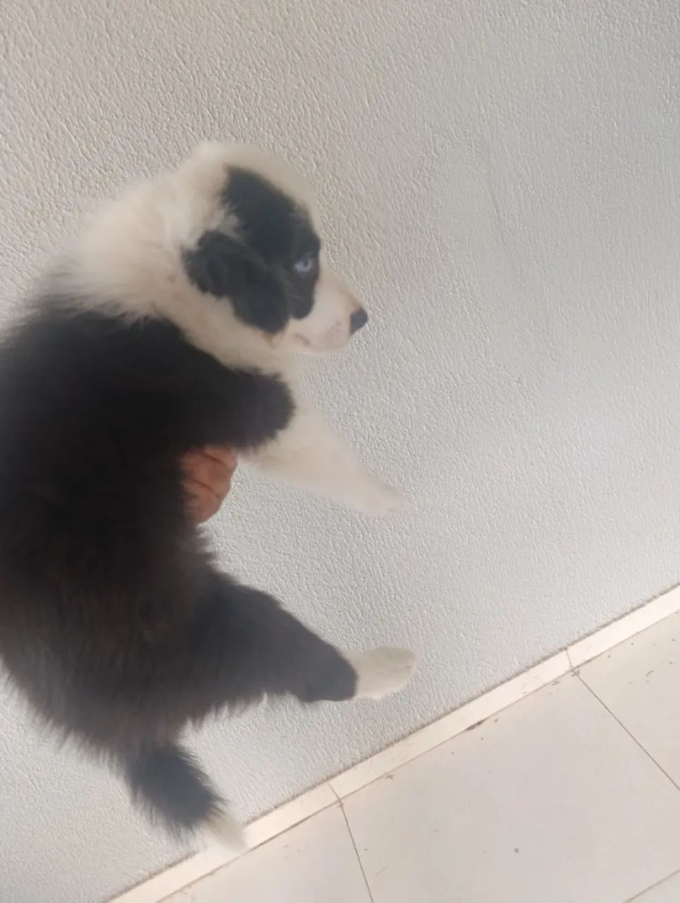 Border Collie 