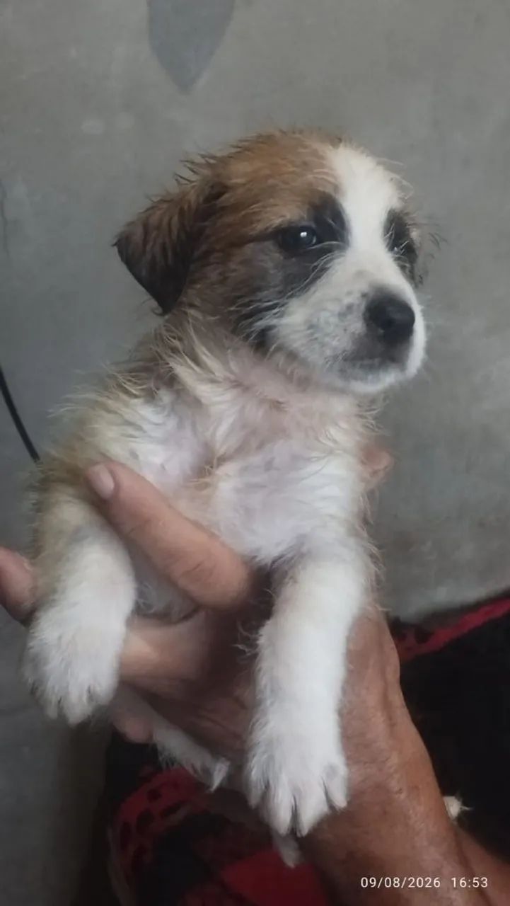 Filhote de cachorro  - Foto 3