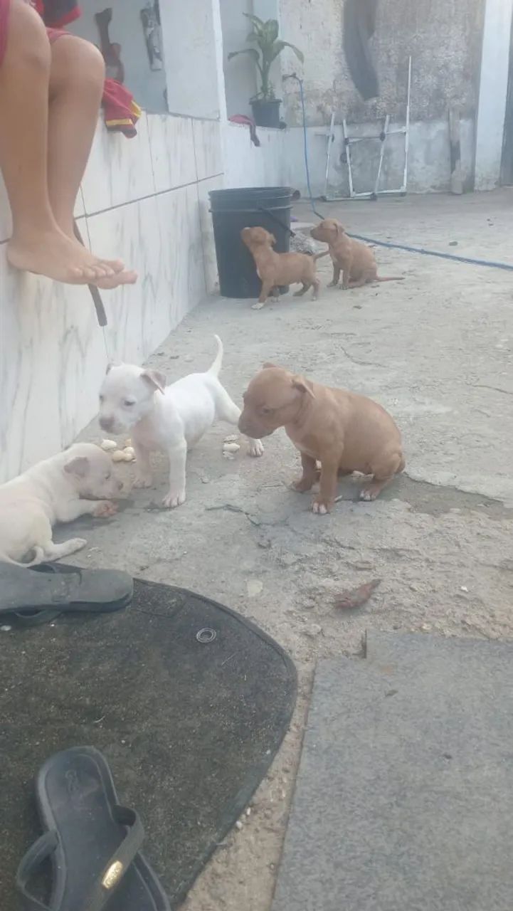 Vendo filhote de Pit Bull  - Foto 3