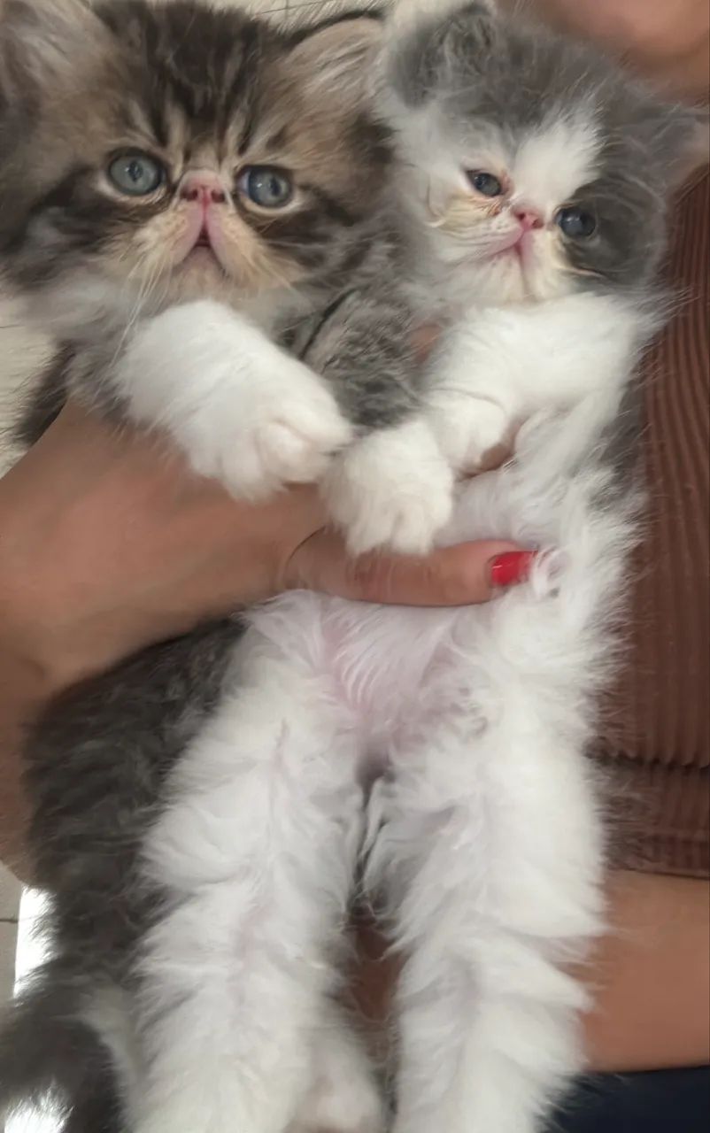 Filhotes de gato Persa 65579536474113123