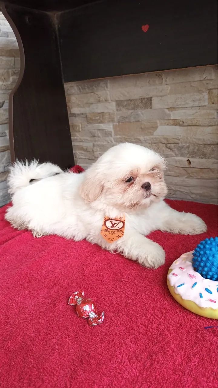 Filhotes de shih tzu @ - Foto 3