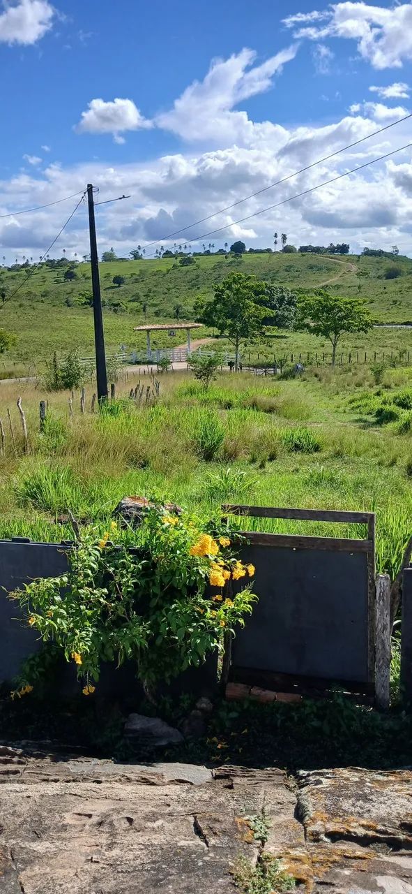 Vende-se Sítio  - Foto 3