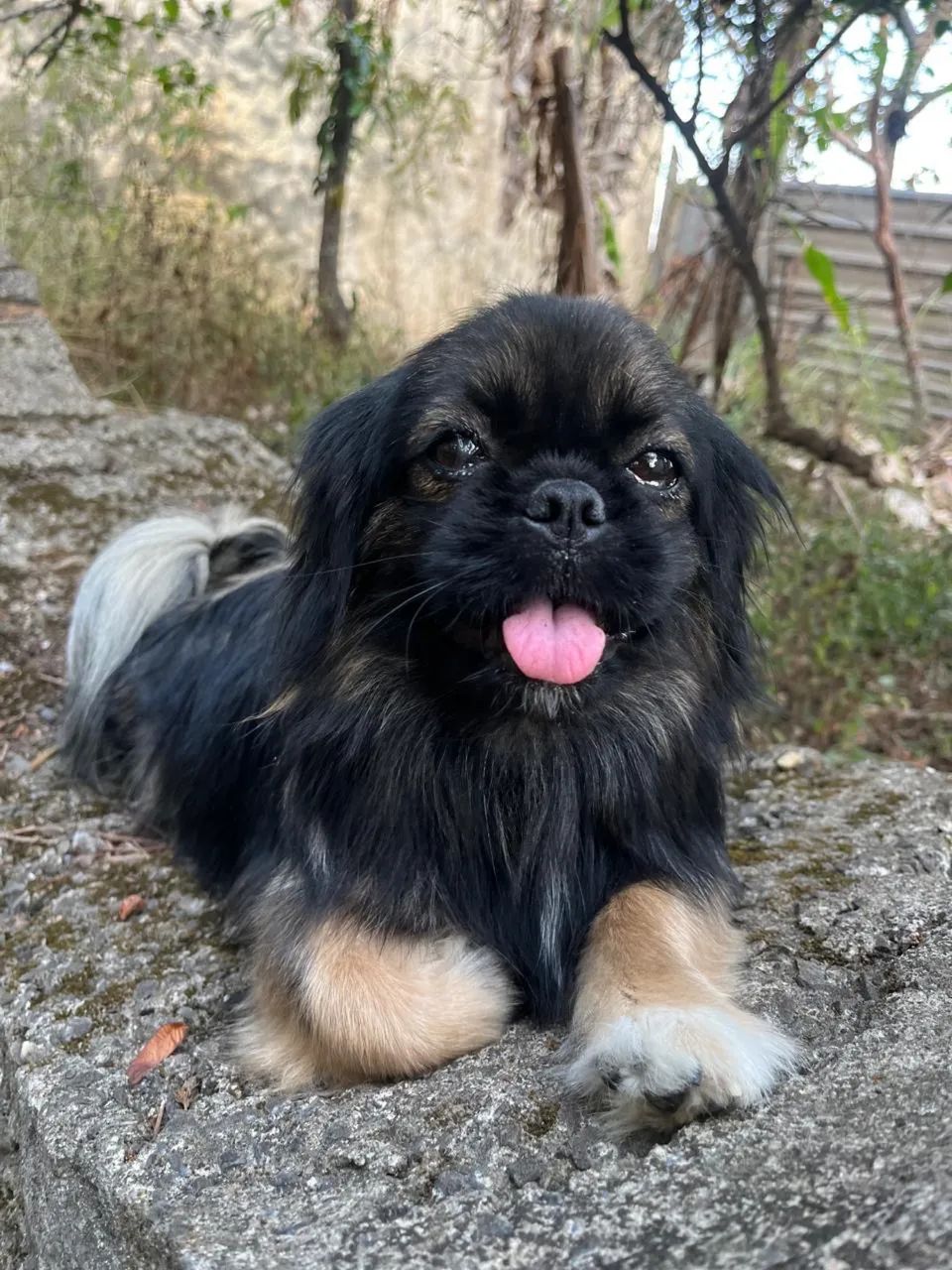 Cachorro - Foto 4
