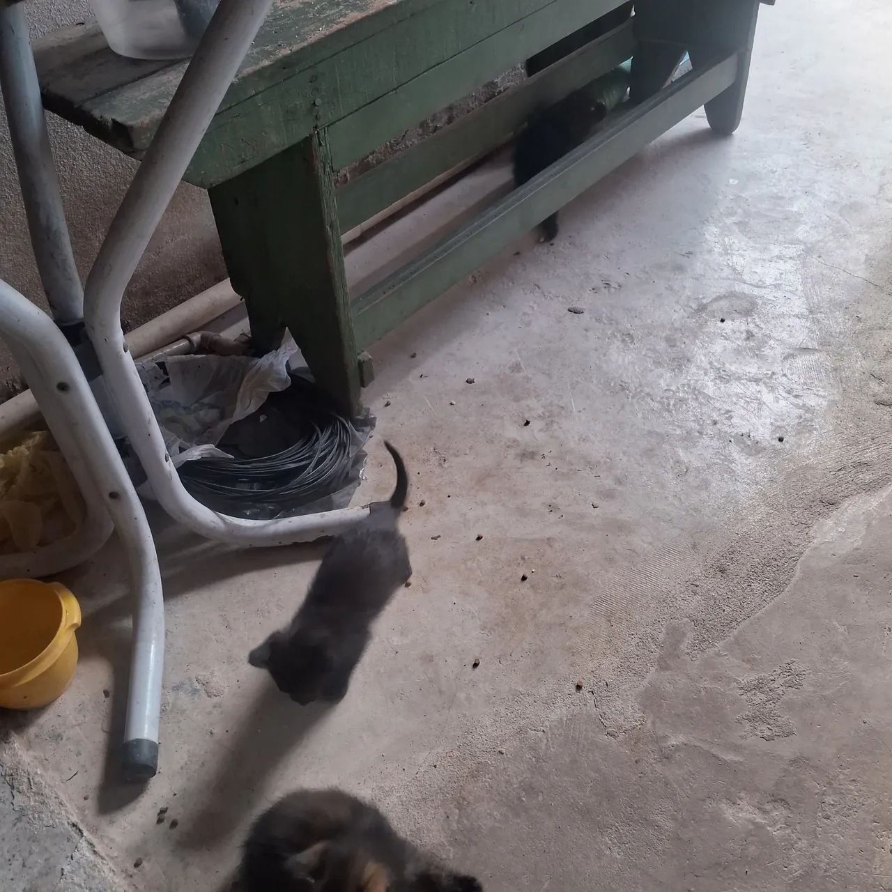 Doação de gato - Foto 3