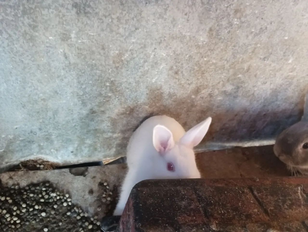 Animal - Foto 3