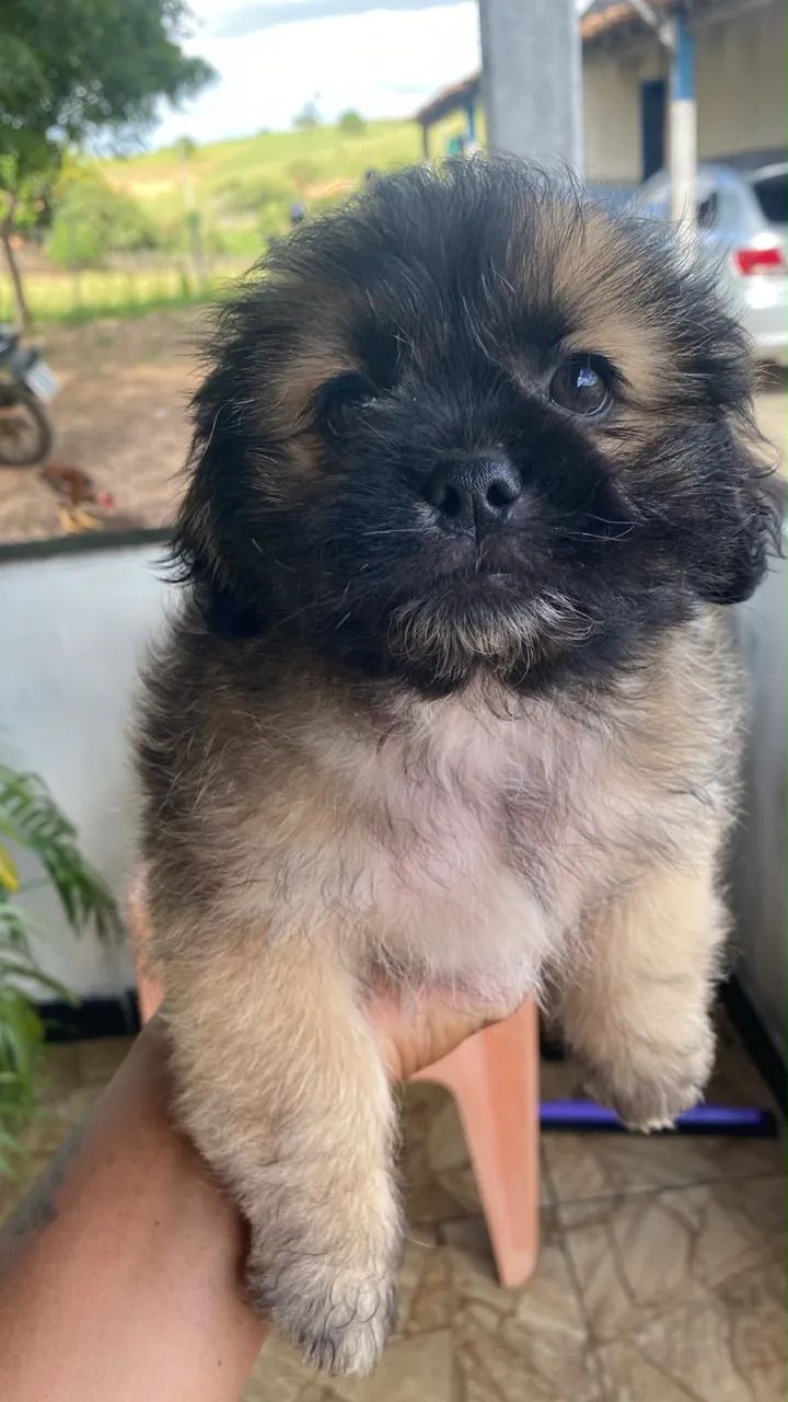 Vende -se Filhotes De Shihtzu com Poodle Macho  - Foto 3