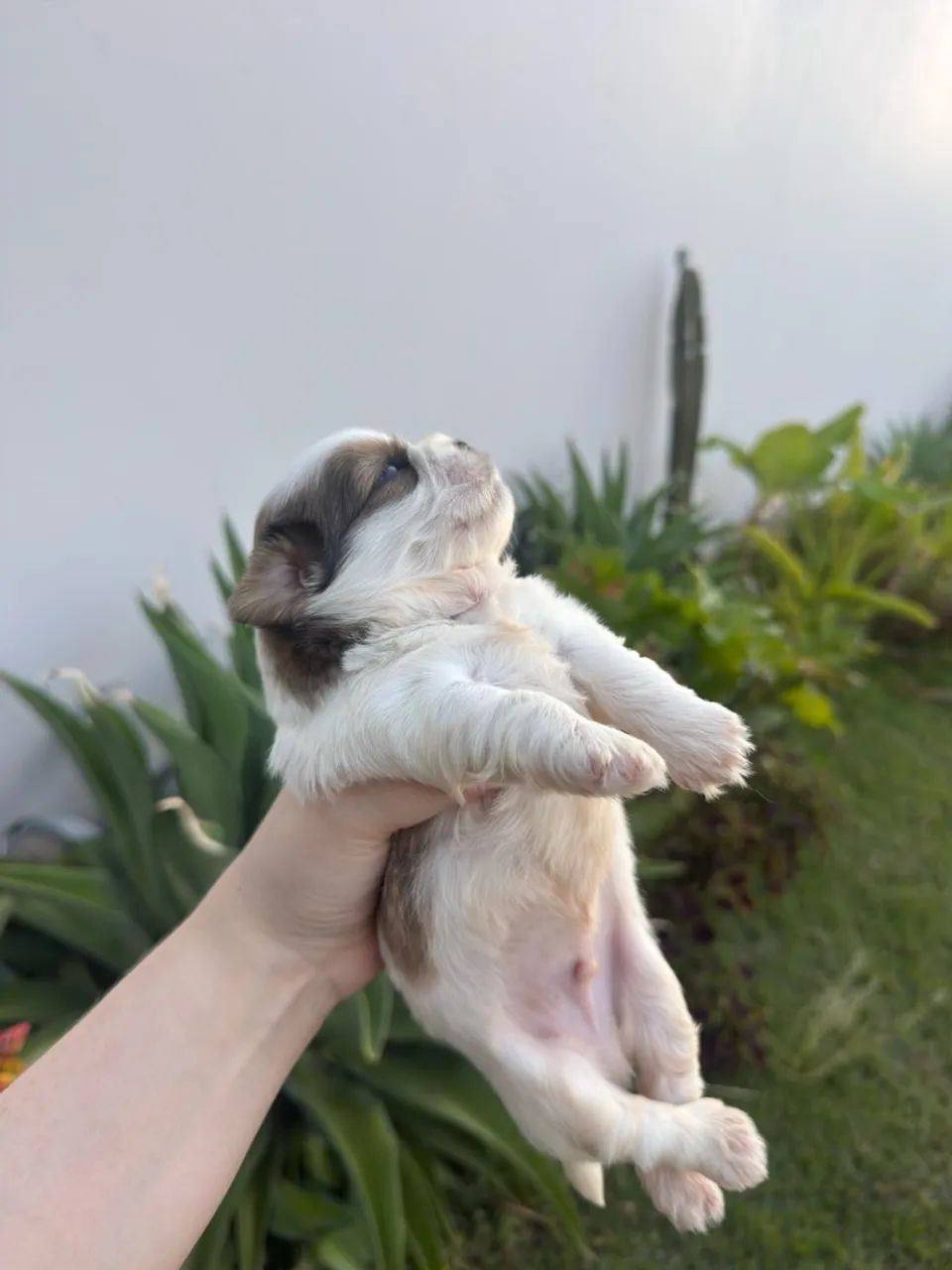 Filhotes de Shih Tzu