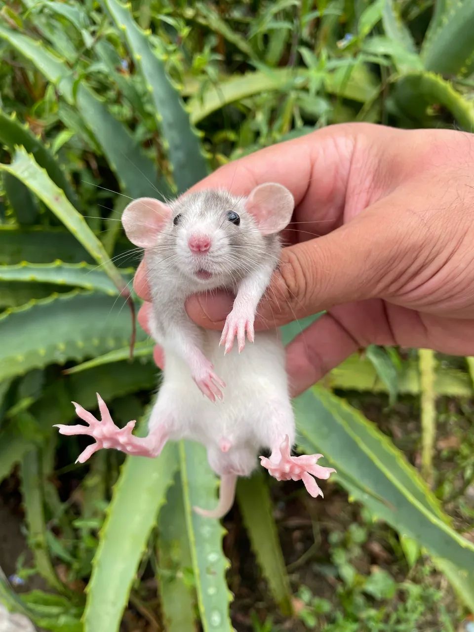 Ratos Twister Dumbo e Standard  - Foto 3